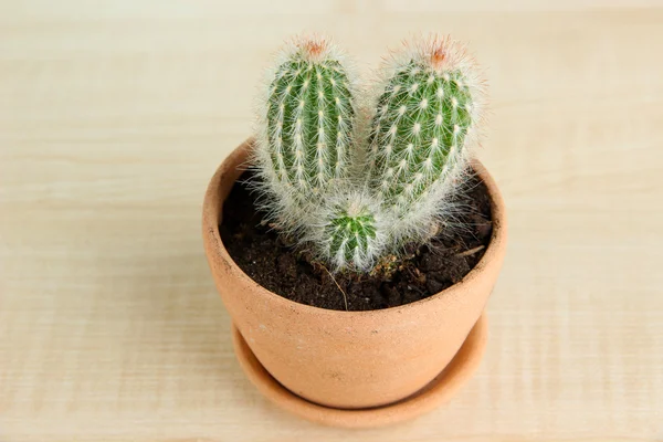 Mooie cactus in bloempot op houten tafel — Stockfoto