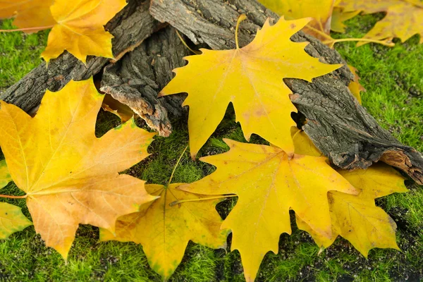 Beautiful autumn leaves near bark on grass — Stock Photo, Image