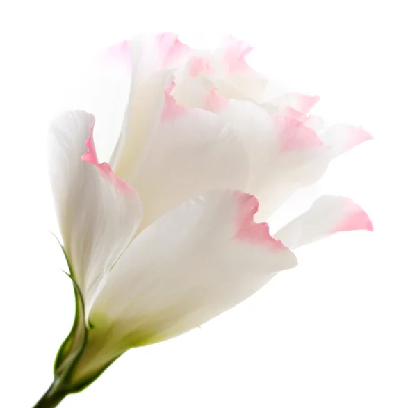 Flor de eustoma, isolada sobre branco — Fotografia de Stock