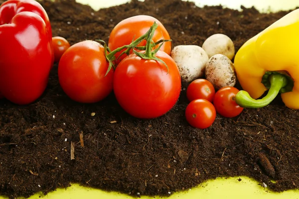 Groenten op grond op kleur achtergrond — Stockfoto