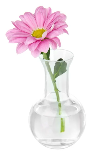 Λουλούδι σε δοκιμαστικό σωλήνα απομονωθεί σε λευκό — Φωτογραφία Αρχείου