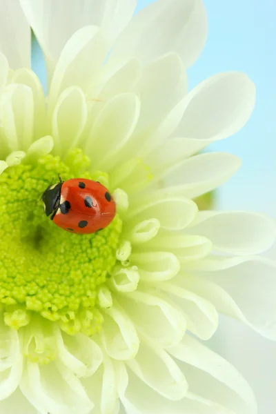 Çiçek, güzel ladybird yakın çekim — Stok fotoğraf
