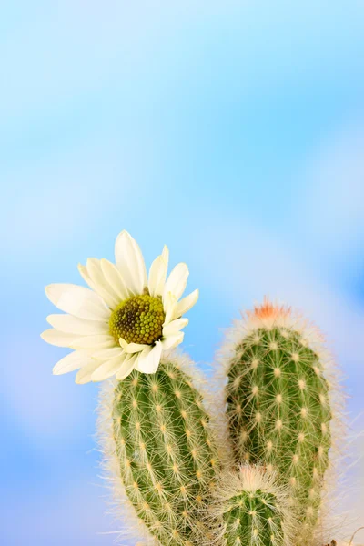 Cactus met bloem, op blauwe hemelachtergrond — Stockfoto