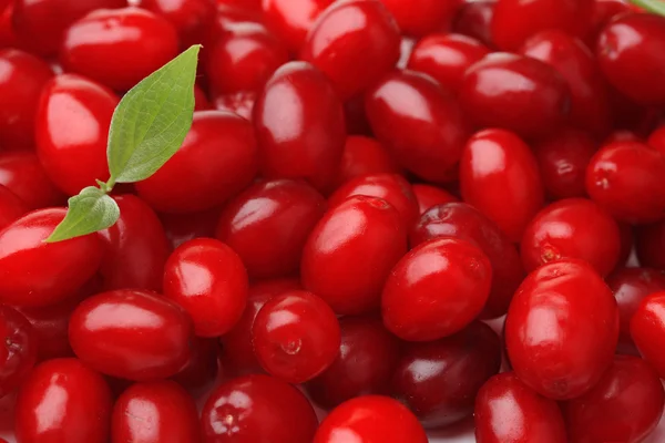 Fresh cornel berries, close up — Stock Photo, Image