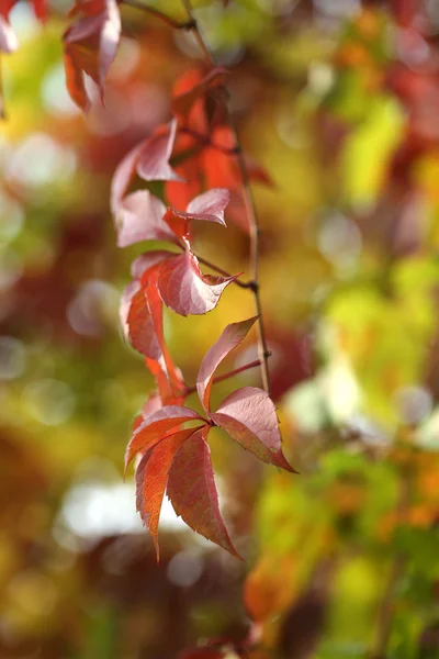 明るい背景に赤い葉 — ストック写真