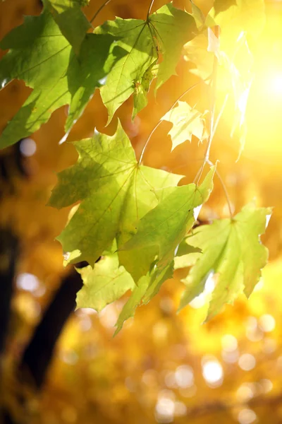 Autumnal background — Stock Photo, Image