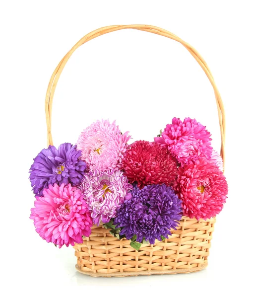 Bright aster flowers in basket, isolated on white — Stock Photo, Image