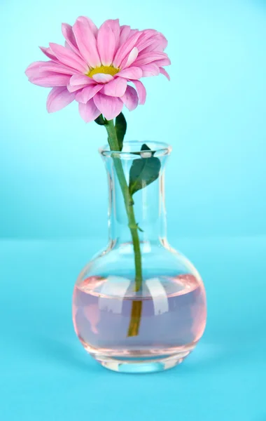 Flower in test-tube on light blue background — Stock Photo, Image