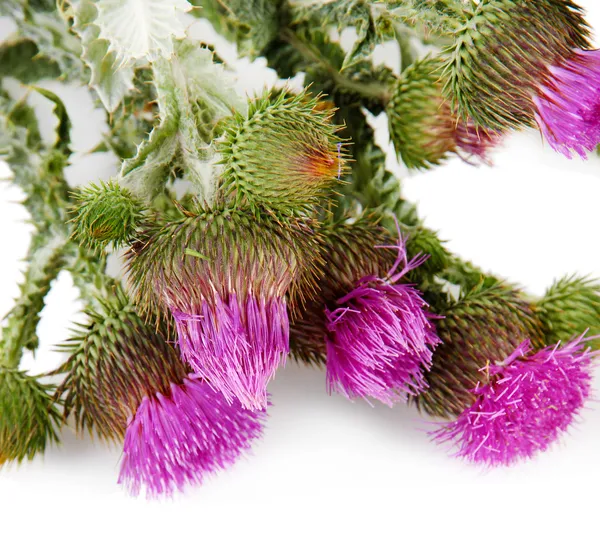 Thistle çiçek üzerinde beyaz izole — Stok fotoğraf