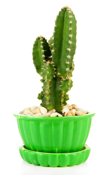 Cactus in bloempot, geïsoleerd op wit — Stockfoto