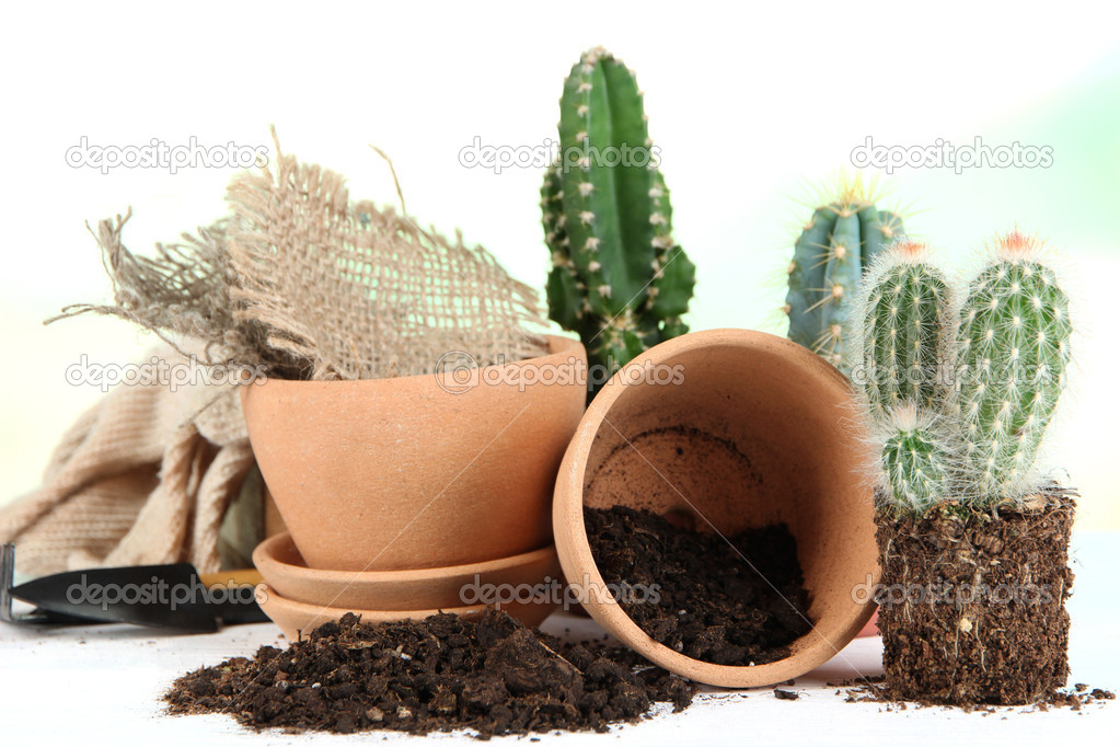 Beautiful cactuses, empty flowerpots and soil, close up