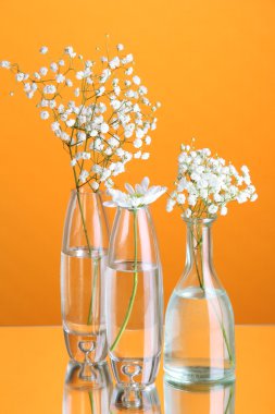 Turuncu zemin üzerine çeşitli Cam kaplarda bitkiler