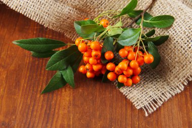 Ateş dikeni firethorn turuncu meyveler ahşap zemin üzerine yeşil yaprakları ile