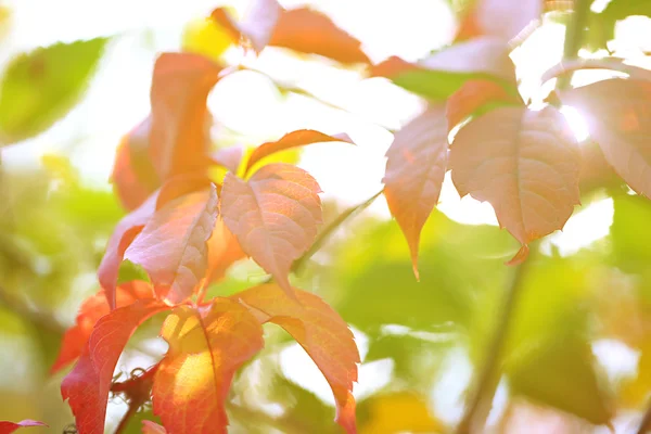 Red leaves on bright background — Stock Photo, Image