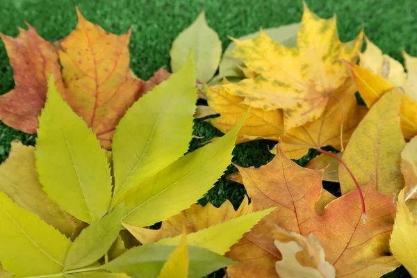 Φωτεινό φθινόπωρο φύλλα σε κοντινό πλάνο χόρτο — Φωτογραφία Αρχείου