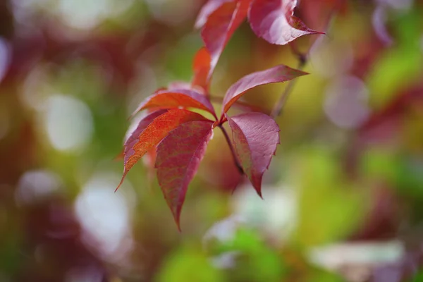明るい背景に赤い葉 — ストック写真