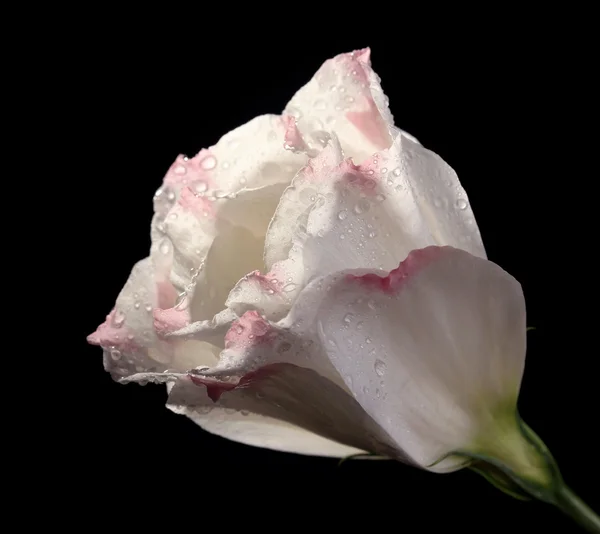 Eustoma bloem, geïsoleerd op zwart — Stockfoto