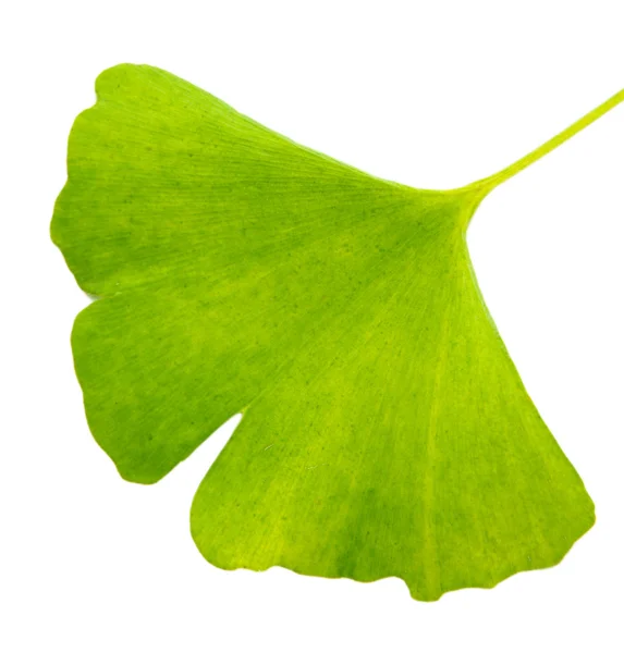 Ginkgo biloba blad geïsoleerd op wit — Stockfoto