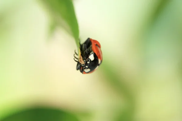 Belle coccinelle sur plante verte — Photo