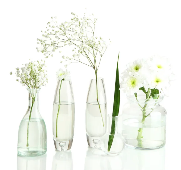 Plants in various glass containers isolated on white — Stock Photo, Image