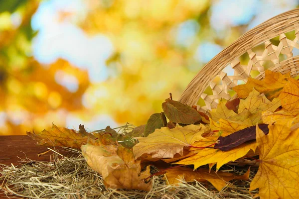 Beautiful autumn leaves on hay with wicker basket on table on bright background — Stock Photo, Image