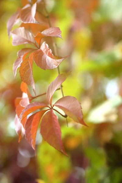 Feuilles rouges sur fond lumineux — Photo