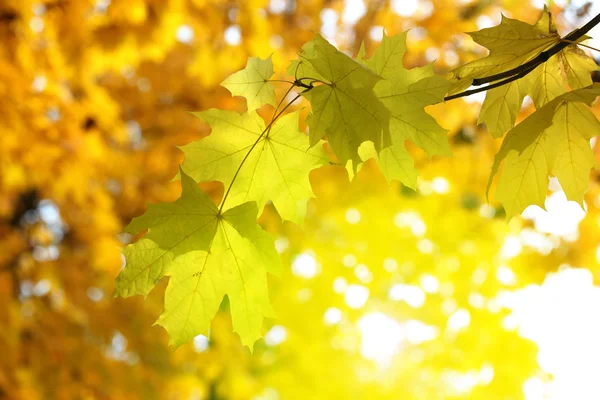 Herbstlicher Hintergrund — Stockfoto