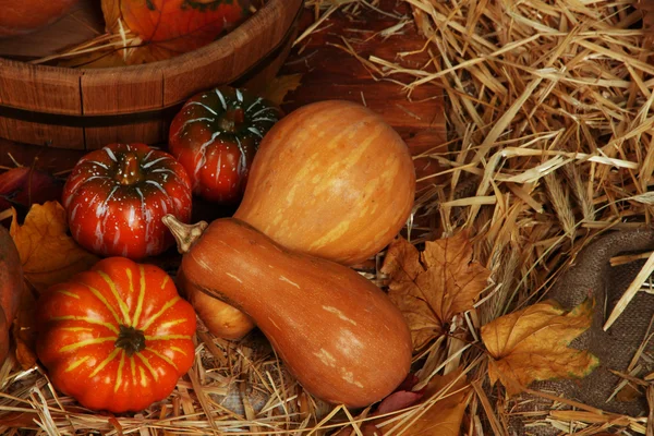 Kürbisse mit Holzbottich auf Stroh in Großaufnahme — Stockfoto