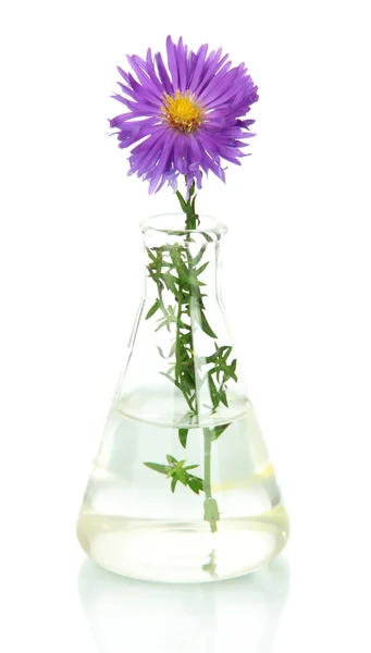 Blume im Reagenzglas isoliert auf weiß — Stockfoto
