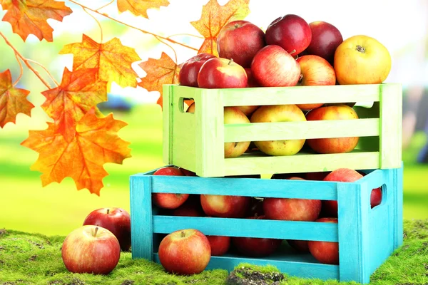 Juicy apples in wooden boxes on grass on natural background — Stock Photo, Image