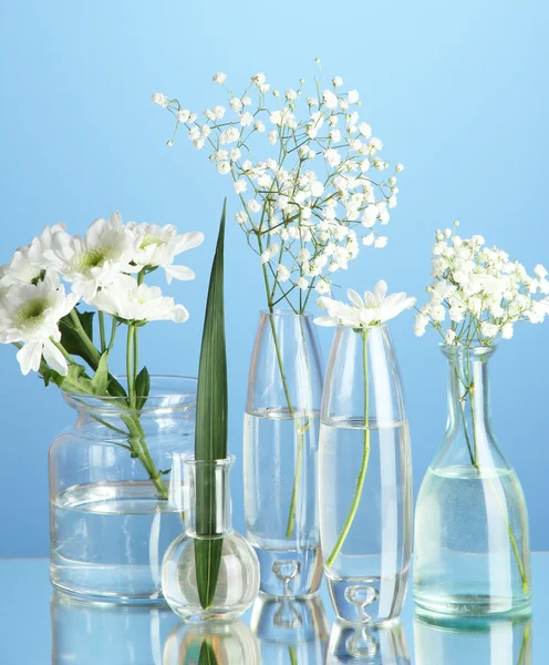 Pflanzen in verschiedenen Glascontainern auf blauem Hintergrund — Stockfoto