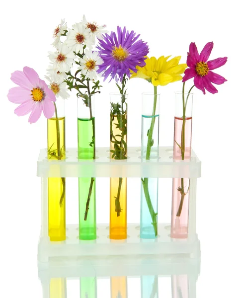 Flores en tubos de ensayo aislados en blanco — Foto de Stock