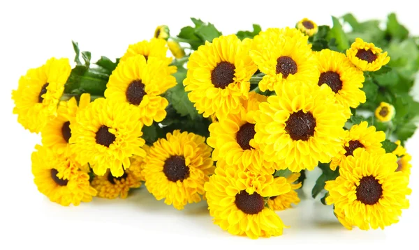 Schöne gelbe Chrysantheme isoliert auf weiß — Stockfoto