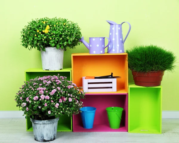 Flowers in pots with color boxes on wall background — Stock Photo, Image