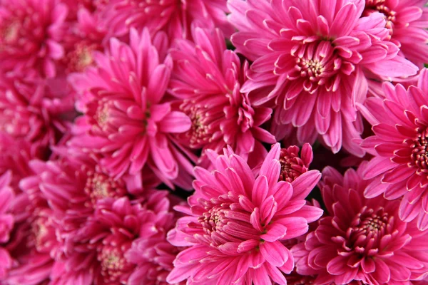 Buquê de crisântemo de outono rosa, close-up — Fotografia de Stock