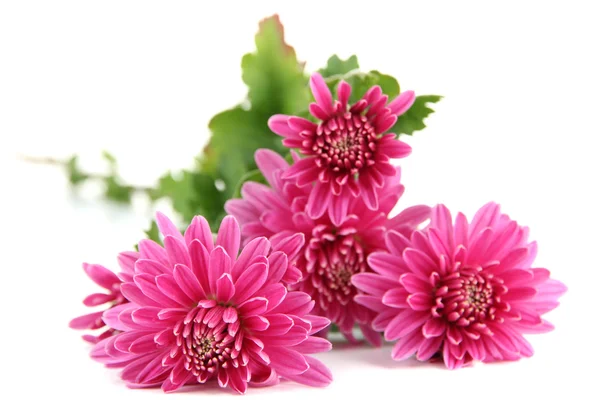 Roze herfst chrysant — Stockfoto