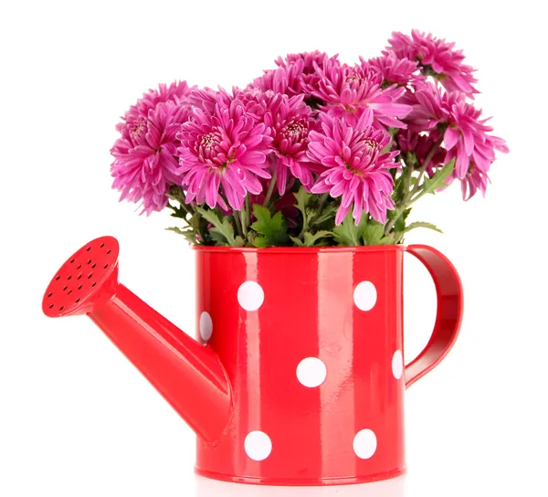 Bouquet of pink autumn chrysanthemum in watering can isolated on white — Stock Photo, Image