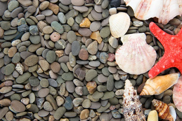 Malé mořské kameny a mušlí, zblízka — Stock fotografie