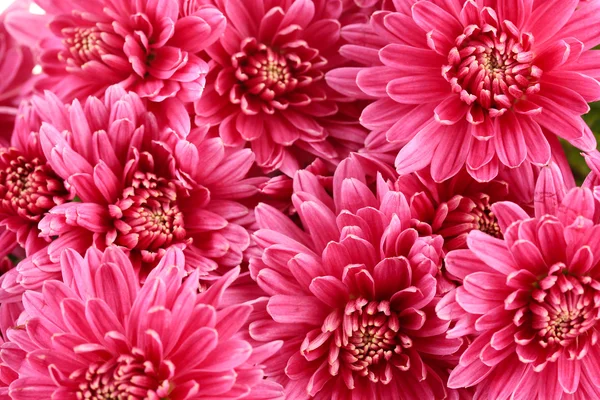 Kytice růžová podzimní chryzantémy, zblízka — Stock fotografie