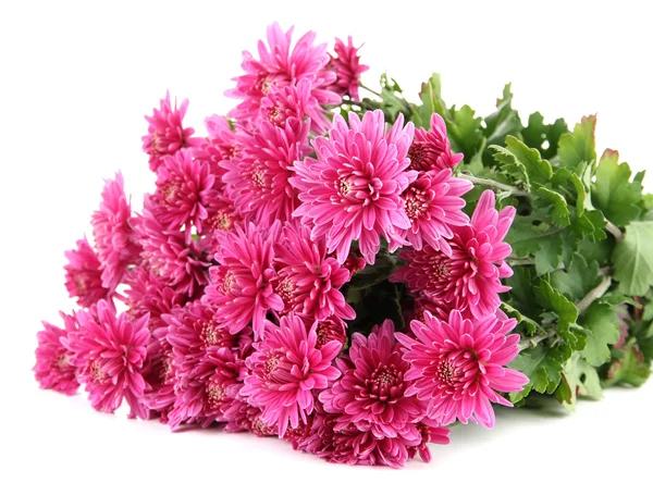 Strauß rosa Herbst Chrysanthemen isoliert auf weiß — Stockfoto