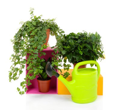 güzel çiçekler üzerinde beyaz izole tencere