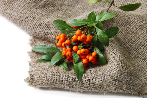 Pyracantha Espino fuego bayas de naranja con hojas verdes, sobre tela de saco, aislado en blanco —  Fotos de Stock