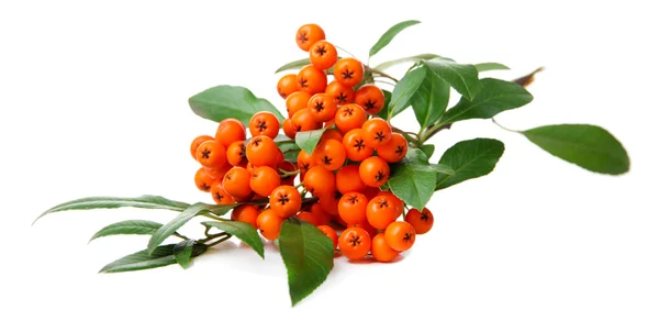 Pyracantha Firethorn orange berries with green leaves, isolated on white — Stock Photo, Image