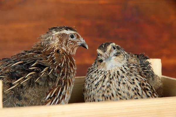 Young quails in wooden box on straw on wooden background — Stock Photo, Image