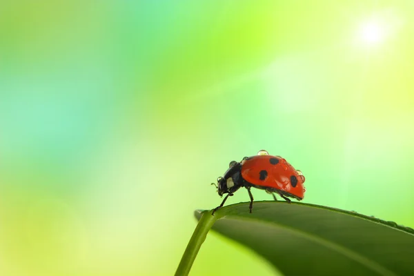 Yeşil yaprak üzerinde güzel uğur böceği — Stok fotoğraf