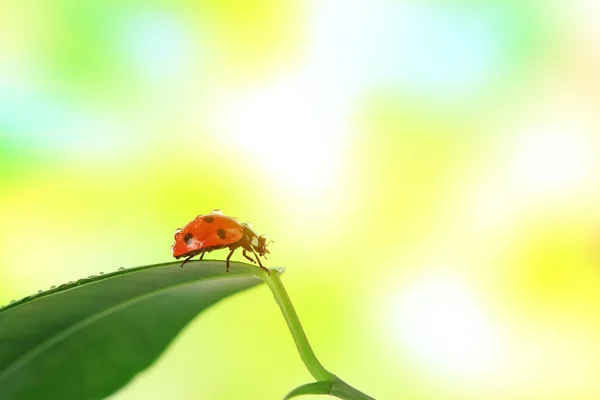 Beautiful ladybird on green leaf — Stock Photo, Image