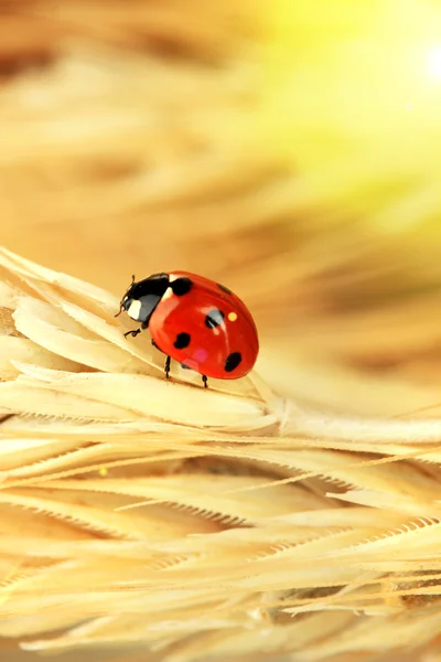 Güzel ladybird buğday kulak, yakın çekim — Stok fotoğraf