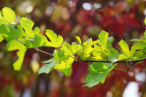 Green leaves on bright background — Stock Photo, Image