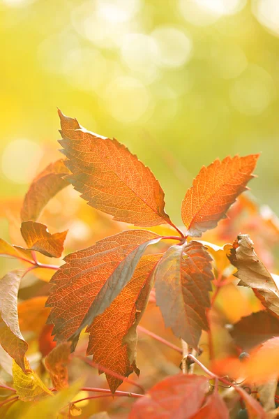 Foglie rosse su sfondo luminoso — Foto Stock