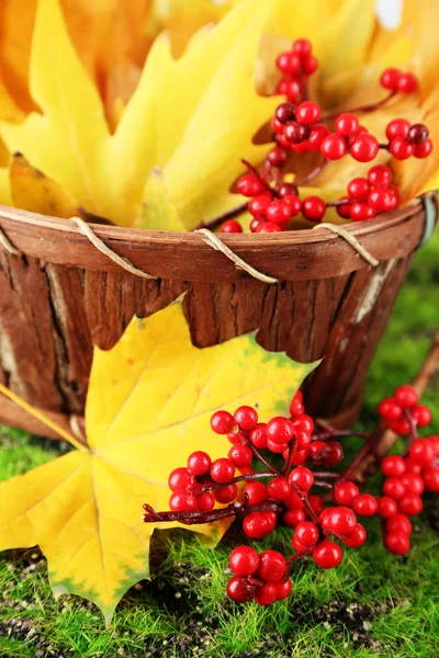 Hermosas hojas de otoño y bayas rojas en cesta sobre fondo de hierba —  Fotos de Stock